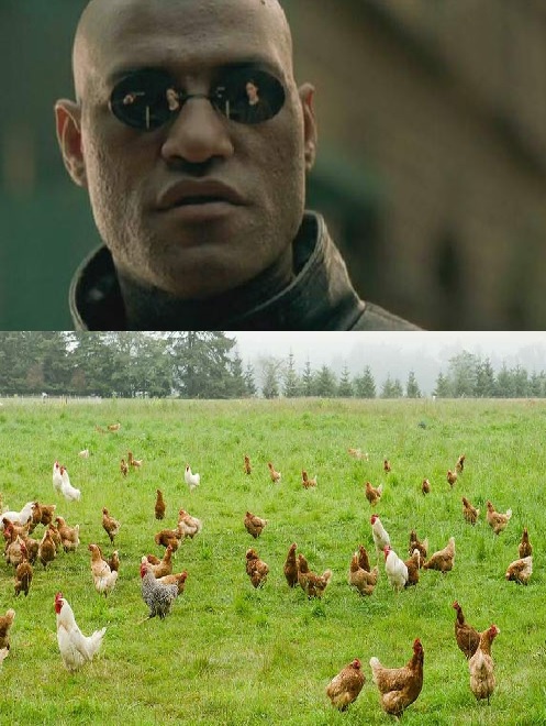 Free Range Blank Meme Template