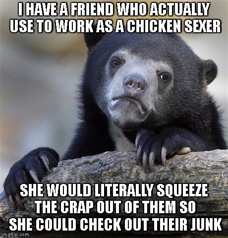 One Truly Odd Job (Chicken Week) | I HAVE A FRIEND WHO ACTUALLY USE TO WORK AS A CHICKEN SEXER; SHE WOULD LITERALLY SQUEEZE THE CRAP OUT OF THEM SO SHE COULD CHECK OUT THEIR JUNK | image tagged in confession bear,chicken week,odd jobs,work,you had one job,work sucks | made w/ Imgflip meme maker