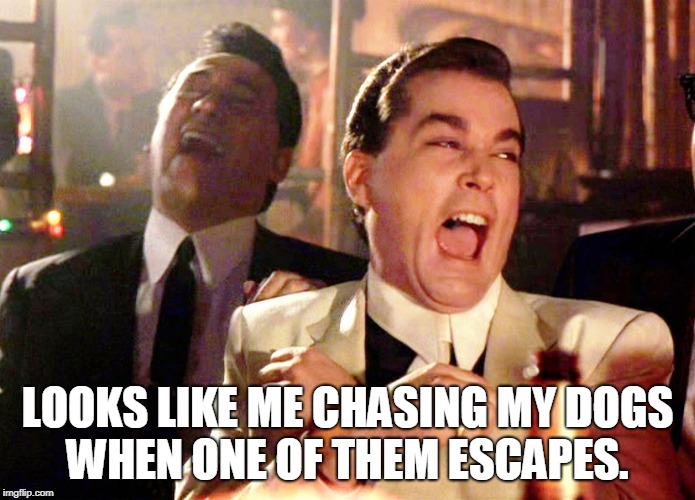 Good Fellas | LOOKS LIKE ME CHASING MY DOGS WHEN ONE OF THEM ESCAPES. | image tagged in good fellas | made w/ Imgflip meme maker