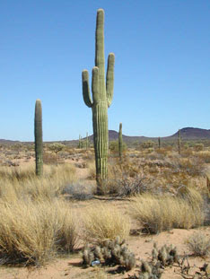 High Quality desert cactus Blank Meme Template