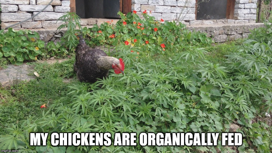 MY CHICKENS ARE ORGANICALLY FED | image tagged in mj chicken | made w/ Imgflip meme maker