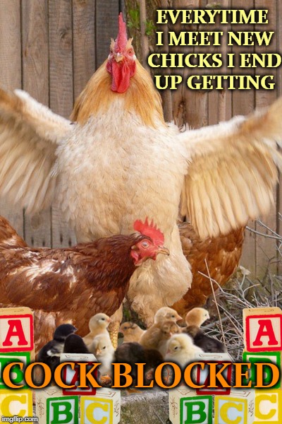 Damn you chickenheads  | EVERYTIME I MEET NEW CHICKS I END UP GETTING; COCK BLOCKED | image tagged in chicken week,chicken,memes,funny,cock rooster | made w/ Imgflip meme maker