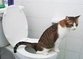 High Quality potty trained kitty Blank Meme Template