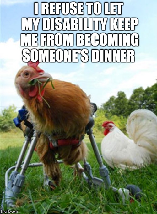 So inspiring! lol Chicken Week, April 2-8, a JBmemegeek & giveuahint event!  | I REFUSE TO LET MY DISABILITY KEEP ME FROM BECOMING SOMEONE'S DINNER | image tagged in jbmemegeek,giveuahint,chicken week,chickens | made w/ Imgflip meme maker