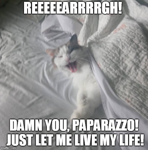 cat in bed | REEEEEARRRRGH! DAMN YOU, PAPARAZZO! JUST LET ME LIVE MY LIFE! | image tagged in cats,cat,scared cat,grumpy cat | made w/ Imgflip meme maker