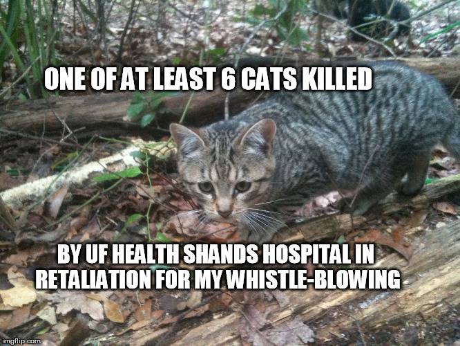 ONE OF AT LEAST 6 CATS KILLED; BY UF HEALTH SHANDS HOSPITAL
IN RETALIATION FOR MY WHISTLE-BLOWING | image tagged in whistleblowing,hospitals,healthcare,cats,facebook page,shands | made w/ Imgflip meme maker