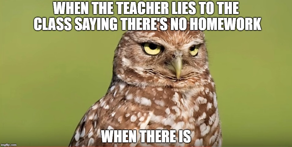 Owl | WHEN THE TEACHER LIES TO THE CLASS SAYING THERE'S NO HOMEWORK; WHEN THERE IS | image tagged in memes,doctordoomsday180,owl,funny,teacher,homework | made w/ Imgflip meme maker