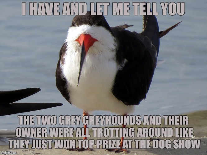 Even Less Popular Opinion Bird | I HAVE AND LET ME TELL YOU THE TWO GREY GREYHOUNDS AND THEIR OWNER WERE ALL TROTTING AROUND LIKE THEY JUST WON TOP PRIZE AT THE DOG SHOW | image tagged in even less popular opinion bird | made w/ Imgflip meme maker