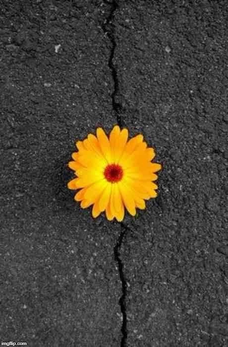 Flower In Concrete | image tagged in flower in concrete | made w/ Imgflip meme maker