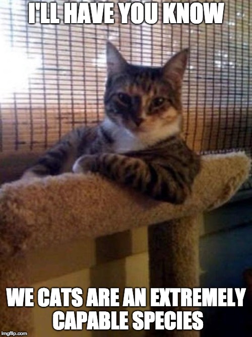 cats | I'LL HAVE YOU KNOW; WE CATS ARE AN EXTREMELY CAPABLE SPECIES | image tagged in cats | made w/ Imgflip meme maker