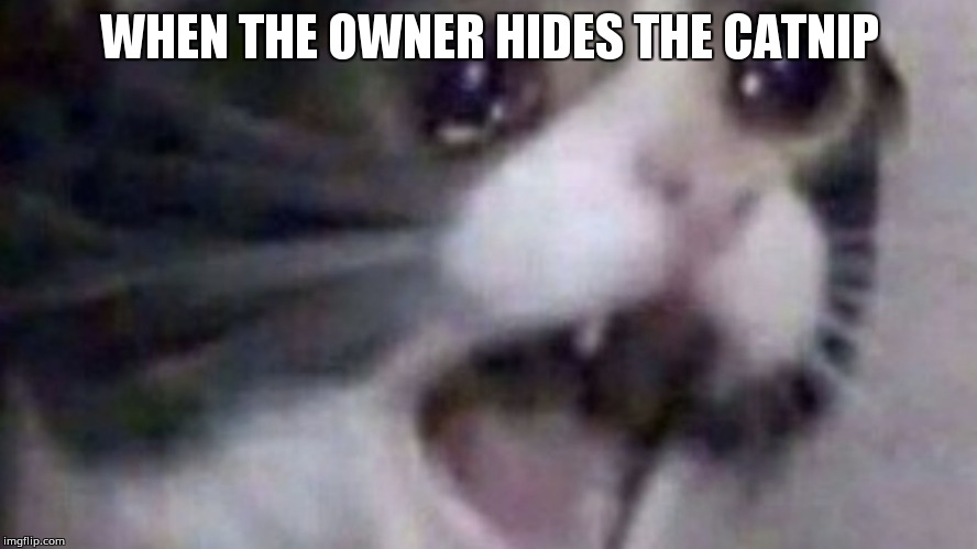 WHEN THE OWNER HIDES THE CATNIP | image tagged in pissed cat | made w/ Imgflip meme maker