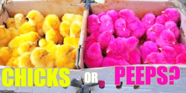 Chicken Week April 2-8 (a JBmemegeek and giveuahint event) | PEEPS? CHICKS; OR | image tagged in memes,chicken week,chicks,or,peeps,that is the question | made w/ Imgflip meme maker