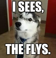 Husky | I SEES, THE FLYS. | image tagged in husky | made w/ Imgflip meme maker