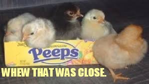 Chicken Week April 2-8 (a JBmemegeek and giveuahint event) | WHEW THAT WAS CLOSE. | image tagged in memes,chicken week,chicks,escape,easter,so close | made w/ Imgflip meme maker