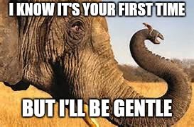 mouse & elephant | I KNOW IT'S YOUR FIRST TIME; BUT I'LL BE GENTLE | image tagged in mouse  elephant | made w/ Imgflip meme maker