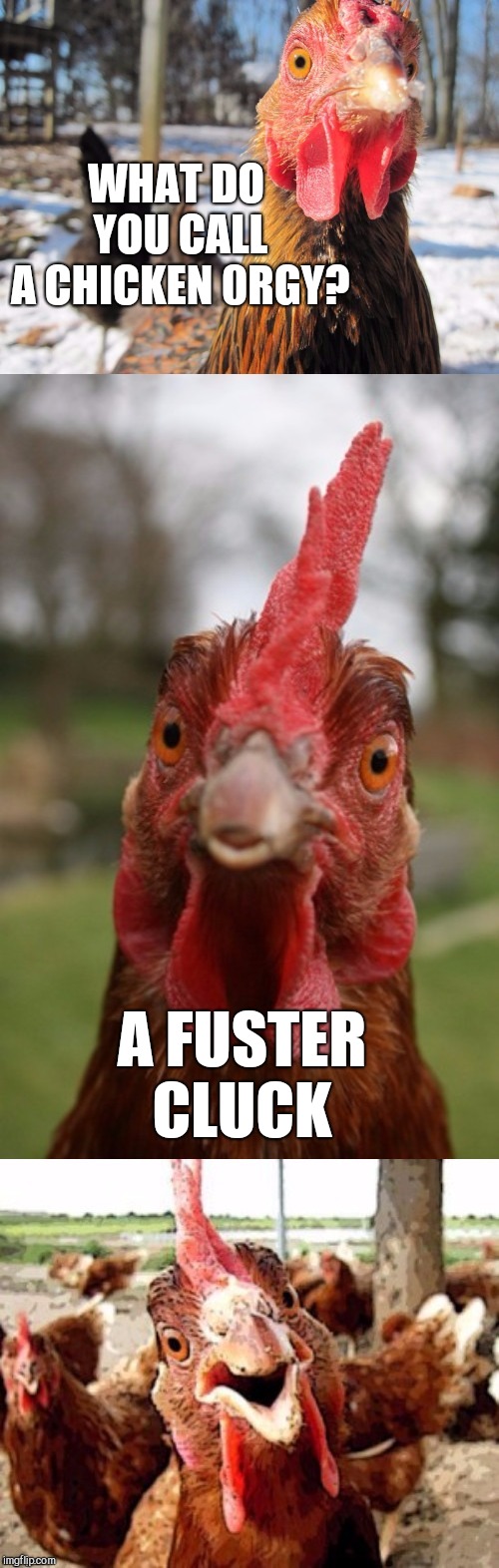 Recycling one of my old ones for Chicken Week, April 2-8, a JBmemegeek & giveuahint event!  | WHAT DO YOU CALL A CHICKEN
0RGY? A FUSTER CLUCK | image tagged in bad pun chicken,anti joke chicken,chicken week,jbmemegeek,giveuahint,bad puns | made w/ Imgflip meme maker