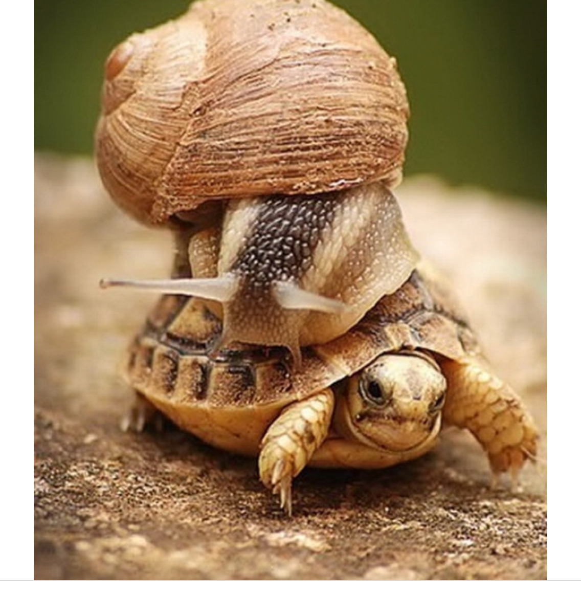High Quality Snail riding turtle Blank Meme Template