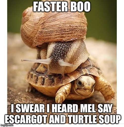 Bad dinner invitation | FASTER BOO; I SWEAR I HEARD MEL SAY ESCARGOT AND TURTLE SOUP | image tagged in snail riding turtle,escargot,turtle soup,meme | made w/ Imgflip meme maker