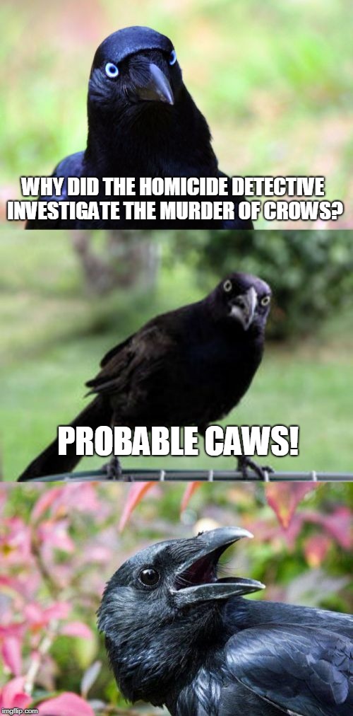 bad pun crow |  WHY DID THE HOMICIDE DETECTIVE INVESTIGATE THE MURDER OF CROWS? PROBABLE CAWS! | image tagged in bad pun crow,murder,detective,memes,birds | made w/ Imgflip meme maker