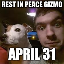 Jacksepticeye's Gizmo Beloved Dog and Best Friend | REST IN PEACE GIZMO; APRIL 31 | image tagged in jacksepticeye,rip,rest in peace | made w/ Imgflip meme maker