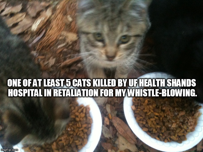 ONE OF AT LEAST 5 CATS KILLED BY UF HEALTH SHANDS HOSPITAL IN RETALIATION FOR MY WHISTLE-BLOWING. | image tagged in uf health shands hospital,cats,whistleblowing | made w/ Imgflip meme maker