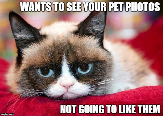 Post pictures of your pets in the comment section | WANTS TO SEE YOUR PET PHOTOS; NOT GOING TO LIKE THEM | image tagged in grumpy cat,memes | made w/ Imgflip meme maker