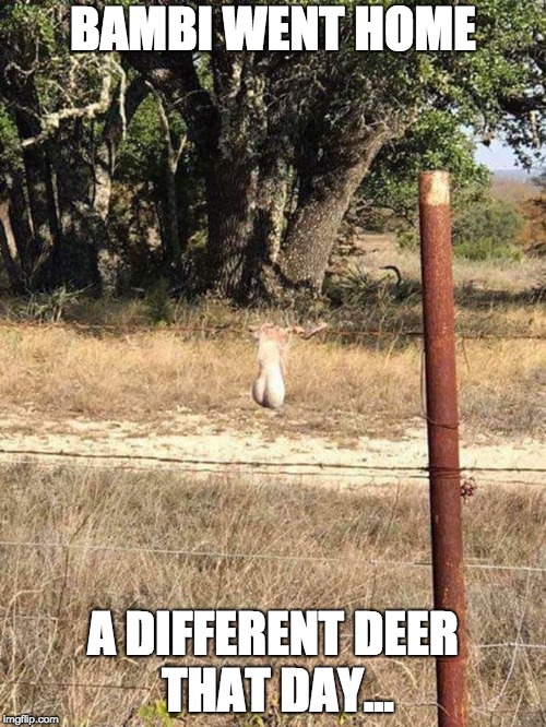 BAMBI WENT HOME; A DIFFERENT DEER THAT DAY... | image tagged in funny animals,lol so funny | made w/ Imgflip meme maker