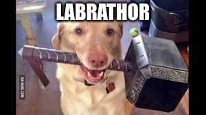 Dog week (April 4-11) TheMemeNoob101 event | LABRATHOR | image tagged in labrathor,labrador,dog,marvel,thor,god | made w/ Imgflip meme maker