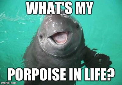 what is my porpoise? | WHAT'S MY; PORPOISE IN LIFE? | image tagged in animals,expanding brain,extinction | made w/ Imgflip meme maker