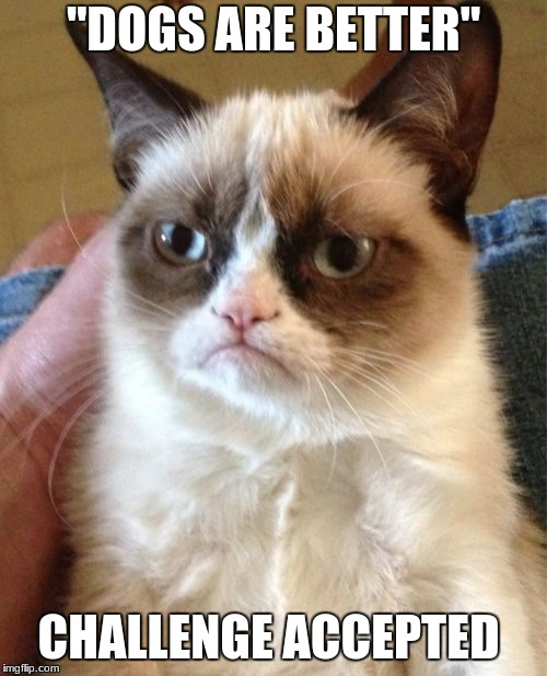 Grumpy Cat | "DOGS ARE BETTER"; CHALLENGE ACCEPTED | image tagged in memes,grumpy cat | made w/ Imgflip meme maker