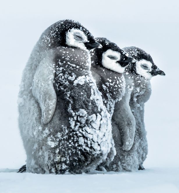 High Quality Penguins Snowstorm Blank Meme Template