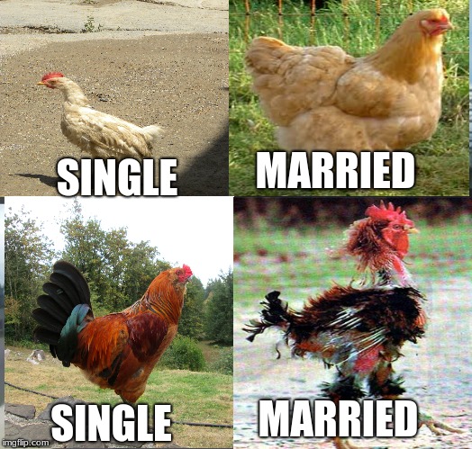 Chicken Week, April 2-8, A JBmemegeek & giveuahint Event! | MARRIED; SINGLE; MARRIED; SINGLE | image tagged in ckickens are so gay | made w/ Imgflip meme maker
