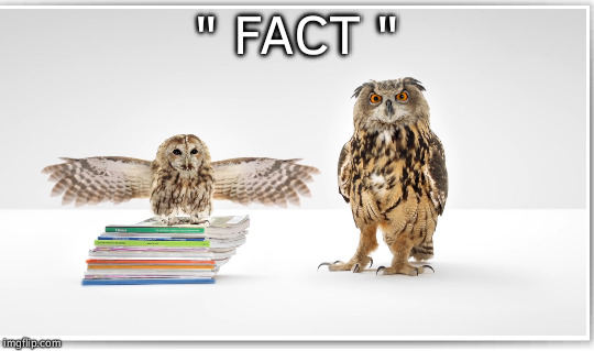 Air Quotes Owl | " FACT " | image tagged in wgu,air quotes,owl,fact | made w/ Imgflip meme maker