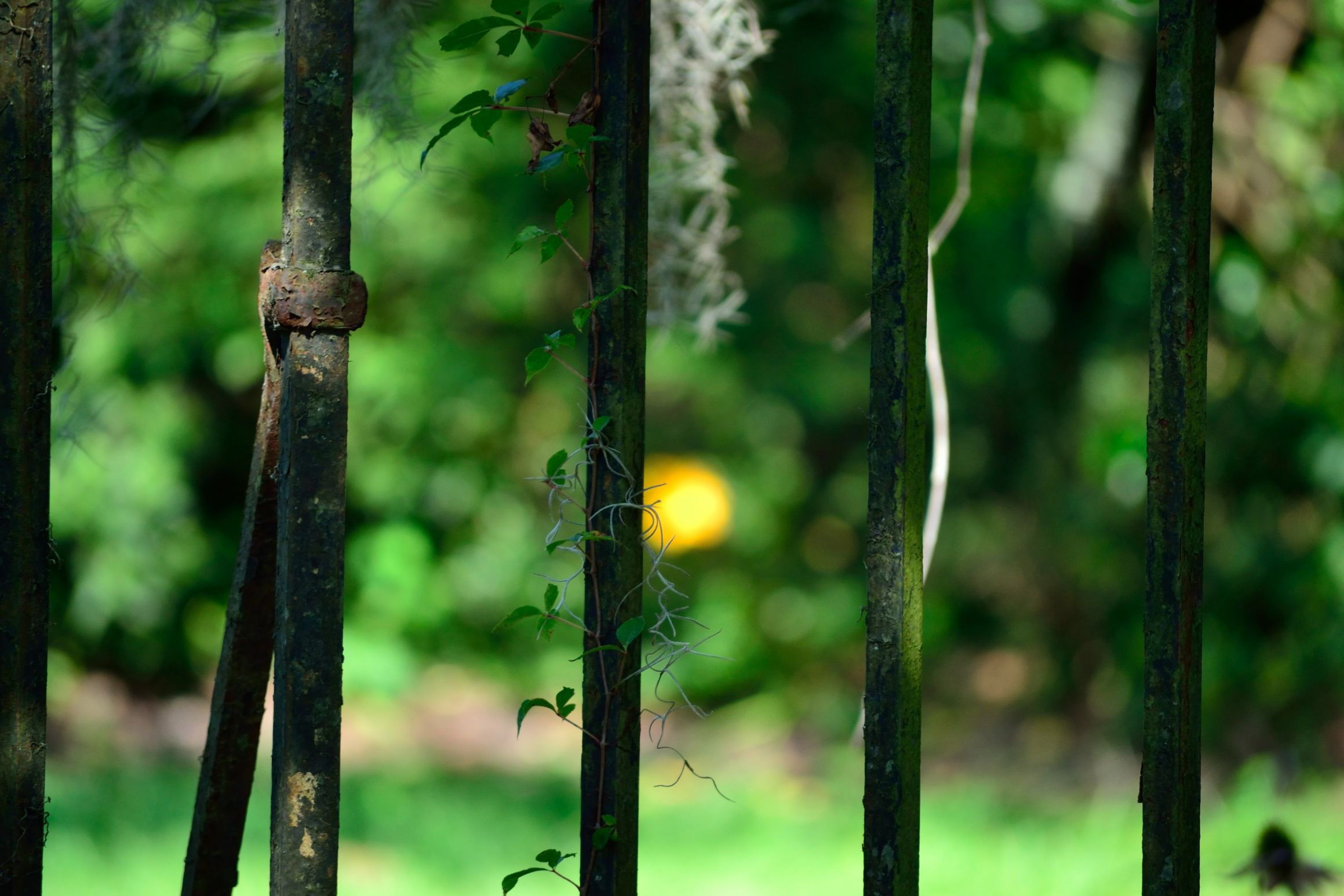 Focus on the fence Blank Meme Template