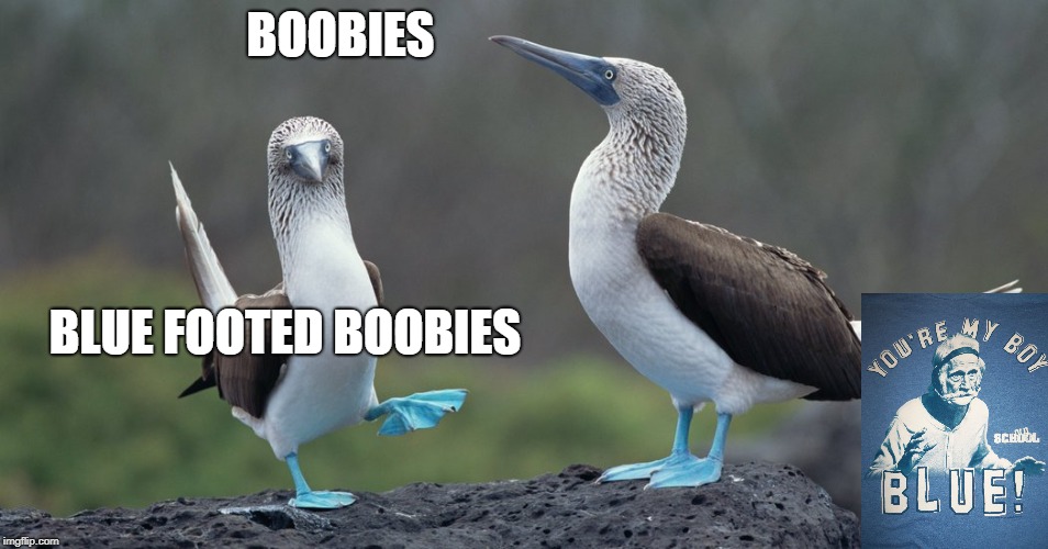 boobies | BOOBIES BLUE FOOTED BOOBIES | image tagged in boobies | made w/ Imgflip meme maker