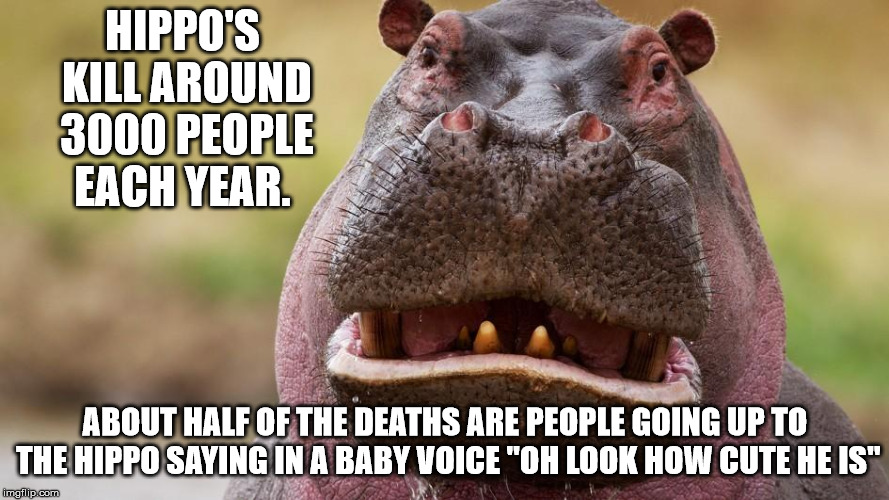 Maybe he just doesn't like you..  | HIPPO'S KILL AROUND 3000 PEOPLE EACH YEAR. ABOUT HALF OF THE DEATHS ARE PEOPLE GOING UP TO THE HIPPO SAYING IN A BABY VOICE "OH LOOK HOW CUTE HE IS" | image tagged in hippos,kill,3000,people,a year | made w/ Imgflip meme maker