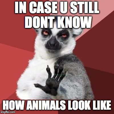 animal | IN CASE U STILL DONT KNOW; HOW ANIMALS LOOK LIKE | image tagged in animal | made w/ Imgflip meme maker