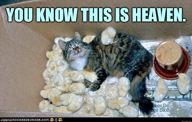 Chicken Week Apr 2-8 (a JBmemegeek and giveuahint event) | YOU KNOW THIS IS HEAVEN. | image tagged in memes,chicken week,heaven,chicks,cat in a box,cute | made w/ Imgflip meme maker