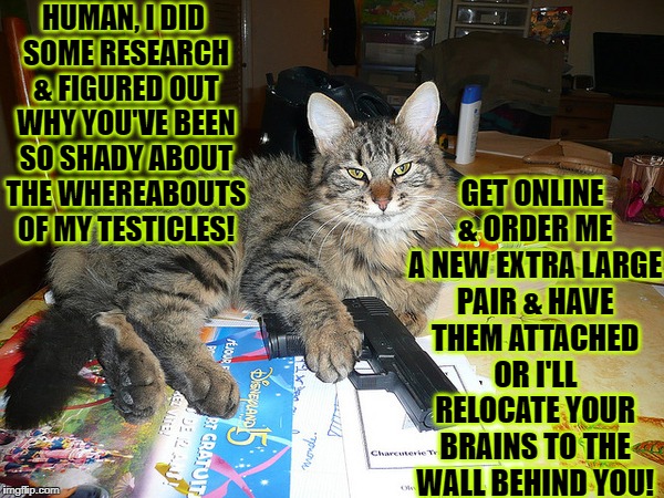 HUMAN, I DID SOME RESEARCH & FIGURED OUT WHY YOU'VE BEEN SO SHADY ABOUT THE WHEREABOUTS OF MY TESTICLES! GET ONLINE & ORDER ME A NEW EXTRA LARGE PAIR & HAVE THEM ATTACHED OR I'LL RELOCATE YOUR BRAINS TO THE WALL BEHIND YOU! | image tagged in furious cat | made w/ Imgflip meme maker