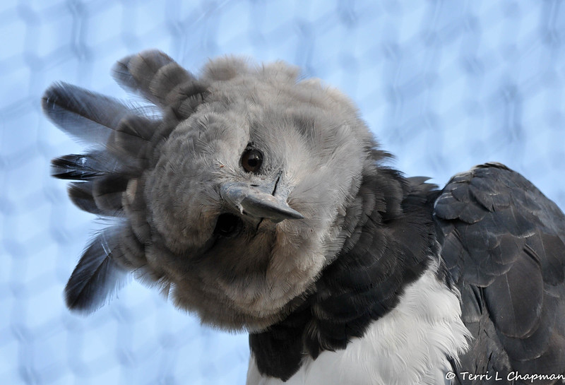 eagle why Blank Meme Template