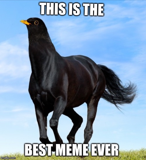 Bird horse | THIS IS THE; BEST MEME EVER | image tagged in memes,funny,bird,horse | made w/ Imgflip meme maker
