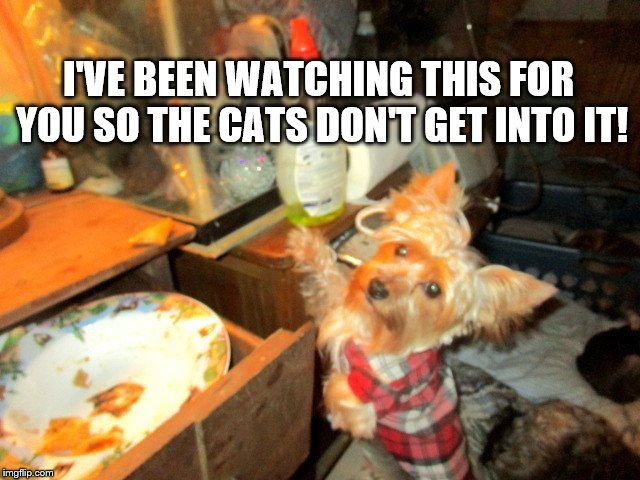 I'm watching this for you! | I'VE BEEN WATCHING THIS FOR YOU SO THE CATS DON'T GET INTO IT! | image tagged in yorkie,yorkshire terrier,watching food,caught,dog,puppy | made w/ Imgflip meme maker