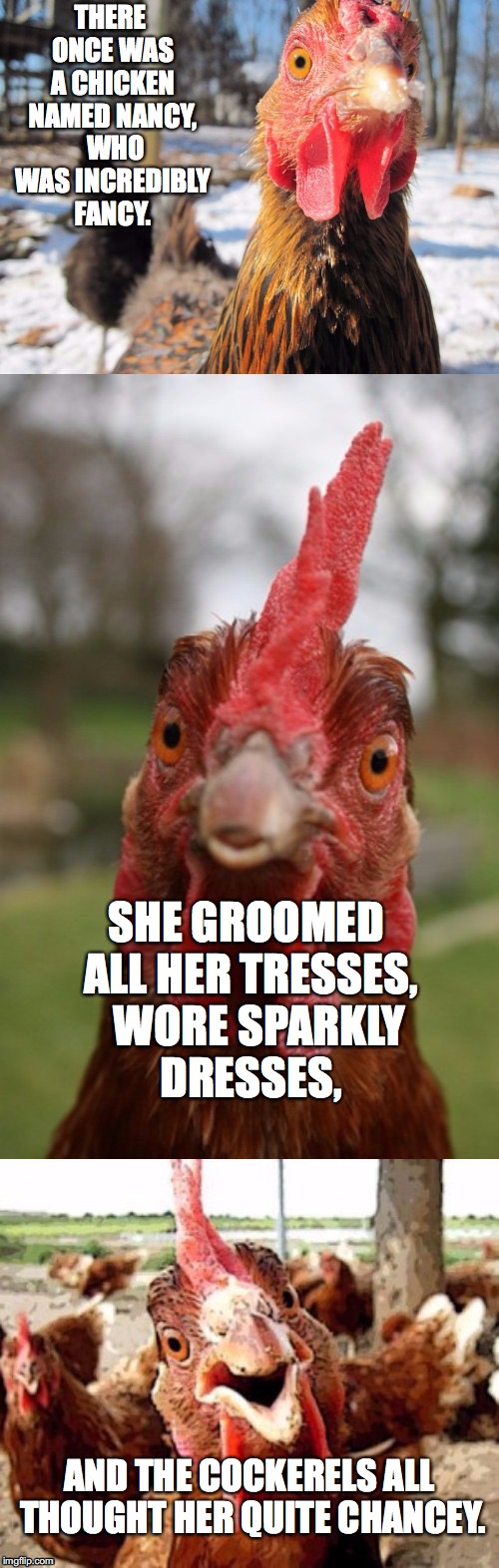 remember limerick week? such fun. | THERE ONCE WAS A CHICKEN NAMED NANCY,  WHO WAS INCREDIBLY FANCY. SHE GROOMED ALL HER TRESSES,  
WORE SPARKLY DRESSES, AND THE COCKERELS ALL THOUGHT HER QUITE CHANCEY. | image tagged in bad pun chicken,chicken,chicken week | made w/ Imgflip meme maker