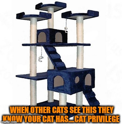 What will other cats think when they look trough the window and see this inside your home | WHEN OTHER CATS SEE THIS THEY KNOW YOUR CAT HAS....CAT PRIVILEGE | image tagged in cat house,memes,catslovers,smug cat,privilege,too much | made w/ Imgflip meme maker