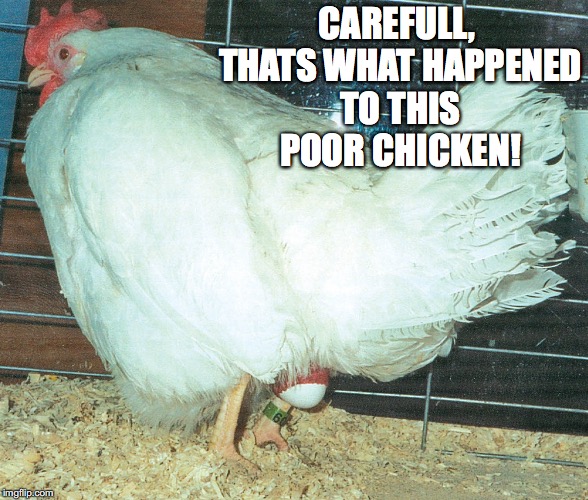 bad pun chicken - Imgflip