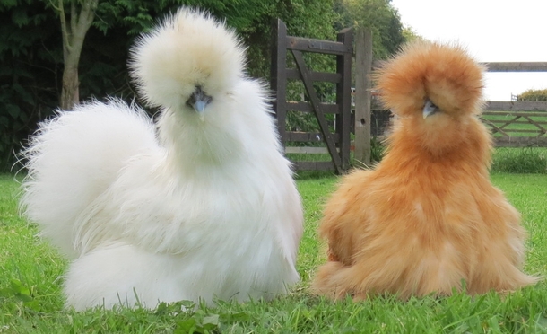 High Quality Silkie furred chickens Blank Meme Template