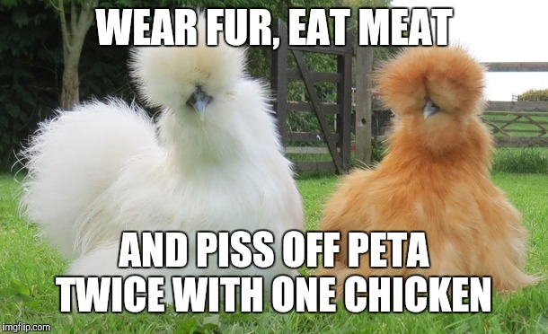 Silkie furred chickens | WEAR FUR, EAT MEAT; AND PISS OFF PETA TWICE WITH ONE CHICKEN | image tagged in silkie furred chickens,chicken week,weird stuff | made w/ Imgflip meme maker