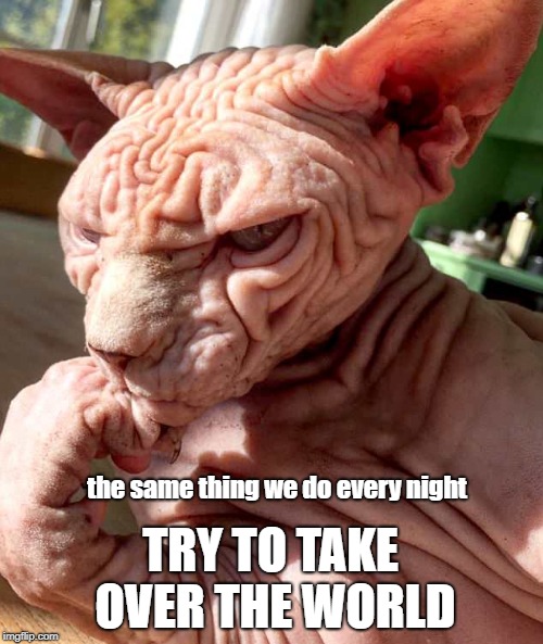 The Same Thing We Do Every Night | the same thing we do every night; TRY TO TAKE OVER THE WORLD | image tagged in pinky and the brain | made w/ Imgflip meme maker