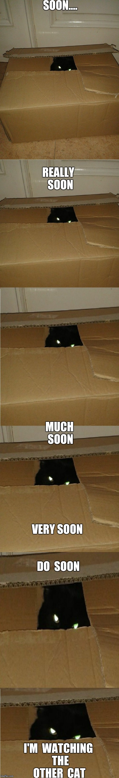 Soon | SOON.... REALLY  SOON; MUCH  SOON; VERY SOON; DO  SOON; I'M  WATCHING  THE OTHER  CAT | image tagged in soon | made w/ Imgflip meme maker