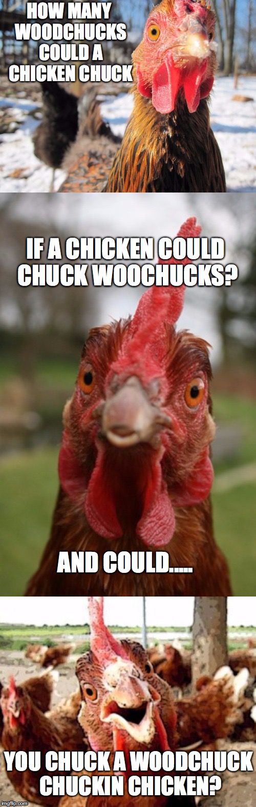 bad pun chicken | HOW MANY WOODCHUCKS COULD A CHICKEN CHUCK; IF A CHICKEN COULD CHUCK WOOCHUCKS? AND COULD..... YOU CHUCK A WOODCHUCK CHUCKIN CHICKEN? | image tagged in bad pun chicken,chicken week,chicken | made w/ Imgflip meme maker